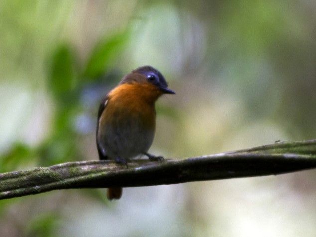 File:Cossyphicula roberti White-bellied Robin-chat.jpg