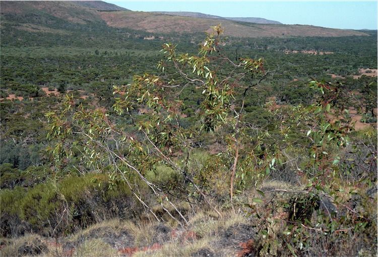 File:Eucalyptus lansdowneana habit.jpg