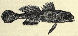 File:Gobius lentiginosus EB1911 vol.12 p.169.jpg