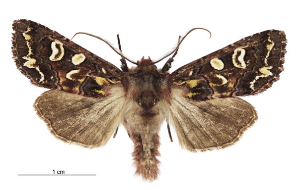 File:Graphania chlorodonta male.jpg