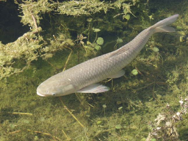 File:Grass carp fexx.jpg