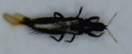 File:Hoplandrothrips (squashed).jpg