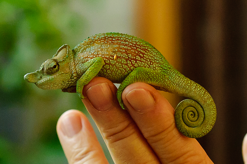 File:Kinyongia xenorhina, male.png