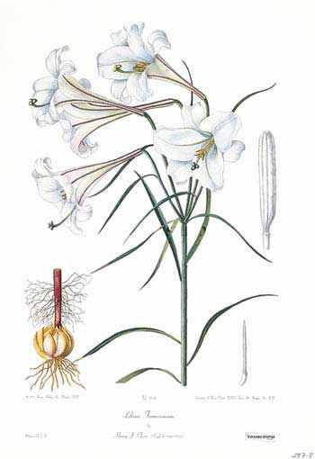 File:Lilium formosanum.jpg