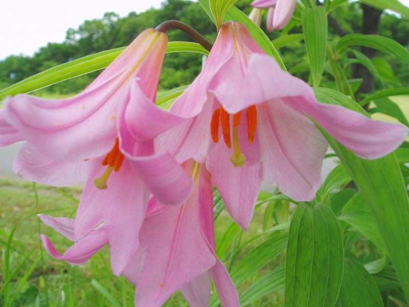 File:Lilium rubellum.jpg