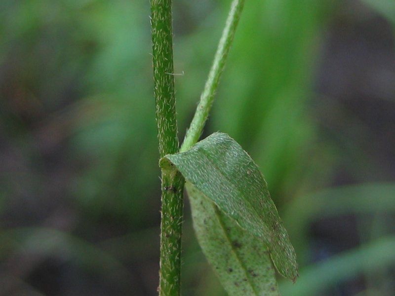 File:Myosotis scorpioides blatt.jpeg