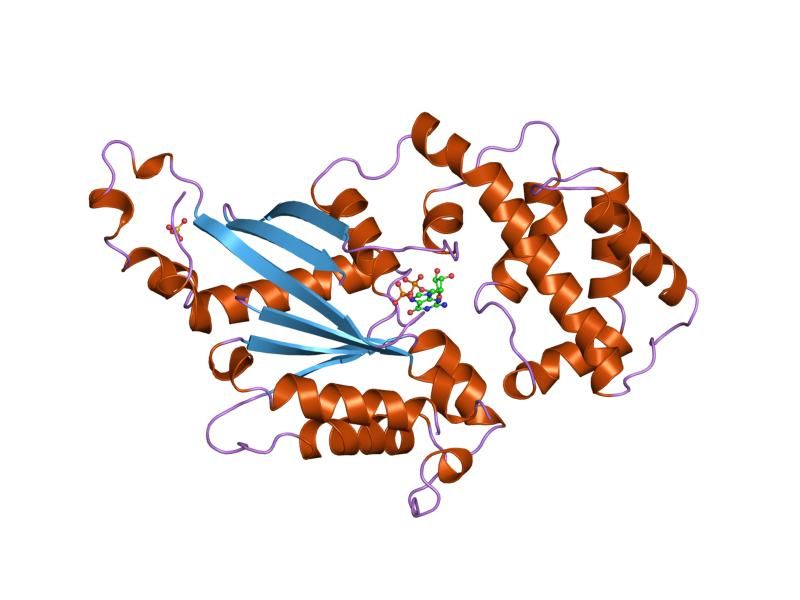 File:PDB 1gdd EBI.jpg