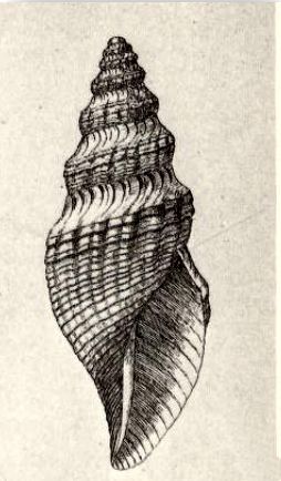 File:Phymorhynchus sulciferus 001.jpg