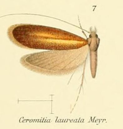 File:Pl.2-07-Ceromitia laureata Meyrick.JPG