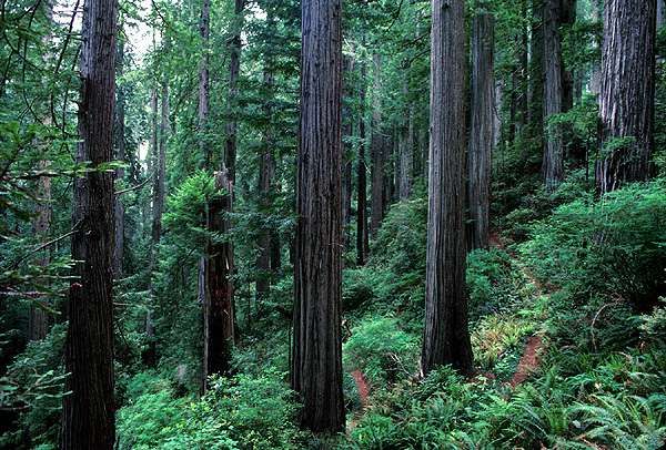 File:Redwood slope.jpg