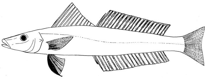 File:Sillago chondropus2.jpg