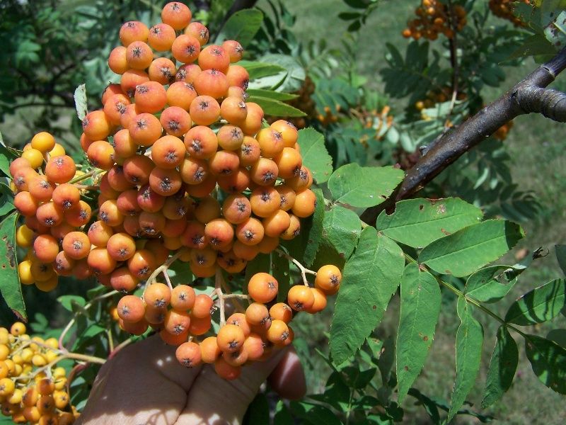 File:Sorbus americana.jpg