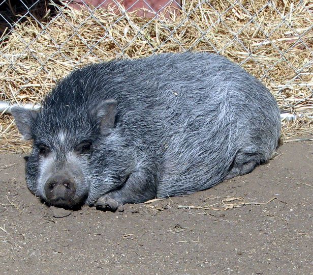 File:Vietnamese Pot Bellied Pig.jpg