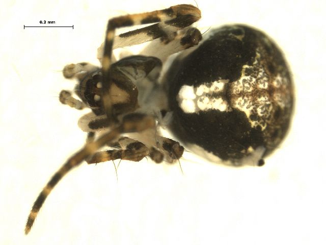 File:Yunohamella lyrica.jpg