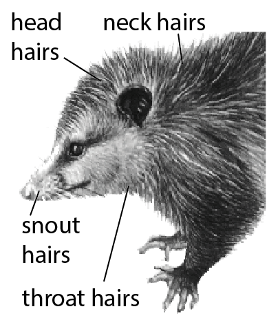 File:Z9. Neck hairs (M01i).png