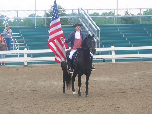 File:American Morgan Horse.jpg