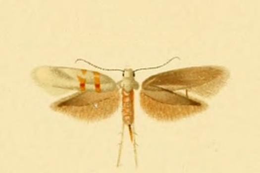 File:Argyresthia prenjella.JPG