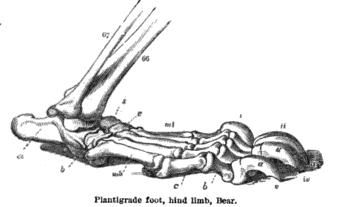 File:Bear foot.jpg