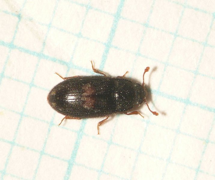 File:Biphyllus lunatus.jpg