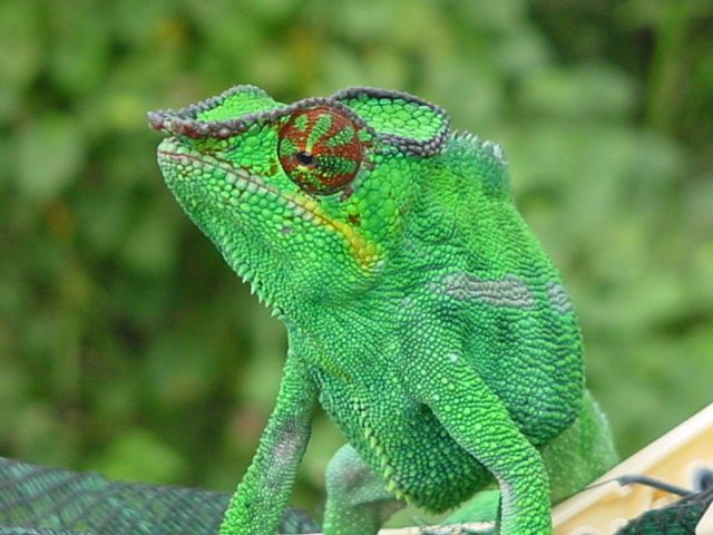 File:Chamaeleon1a.jpg