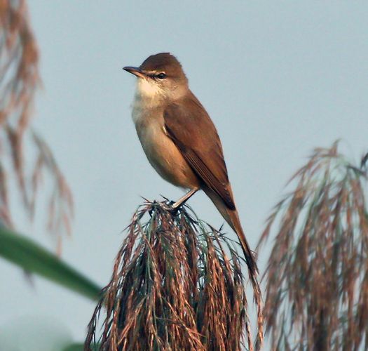 File:Clamorous Reed Warbler I IMG 0191.jpg