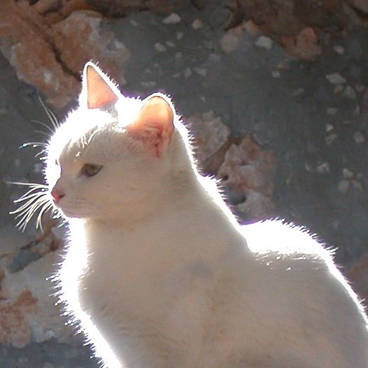 File:Contre-jour white cat (2004; cropped 2023).jpg