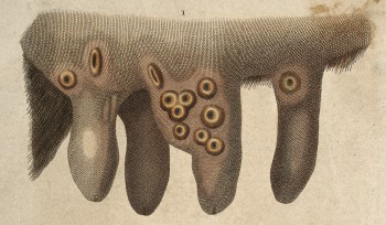 File:Cowpox Engraving (detail).png