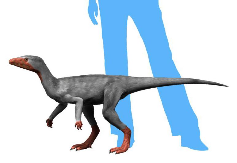 File:Eoraptor NT small.jpg