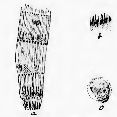 File:Equisetum similkamense Dawson 1890 Fig1 a-c.png