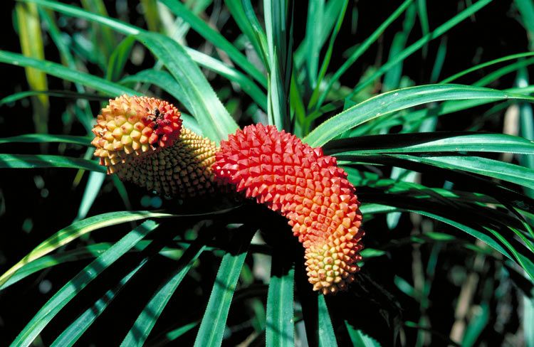 File:Freycinetia percostata ALA1.jpg