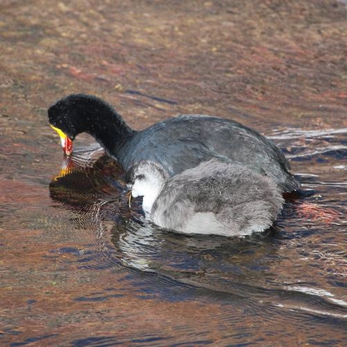 File:Fulica gigantea-Giant Coot (Adult and young).jpg