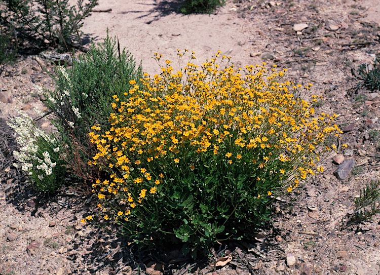 File:Goodenia brendannarum habit.jpg