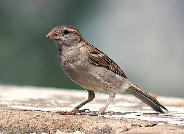 File:House sparrow I IMG 4529.jpg