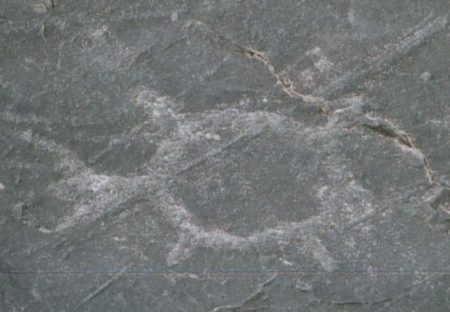 File:Jeffers Petroglyphs Turtle.jpg