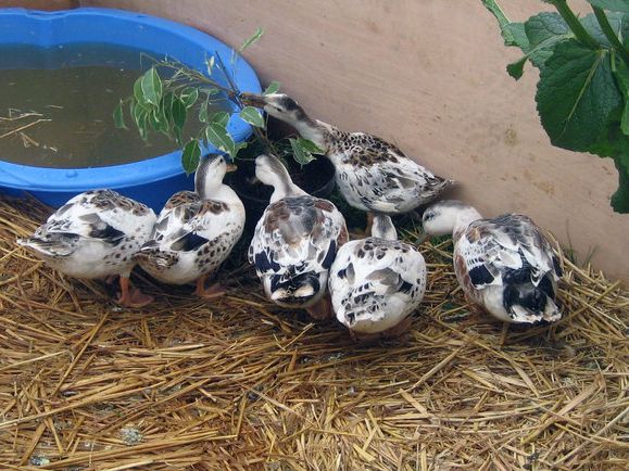 File:Miniature Silver Appleyard Ducks (geograph 1826748, cropped).jpg