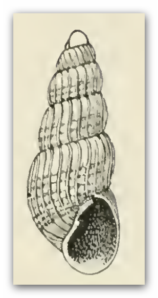 File:Odostomia excolpa 001.png