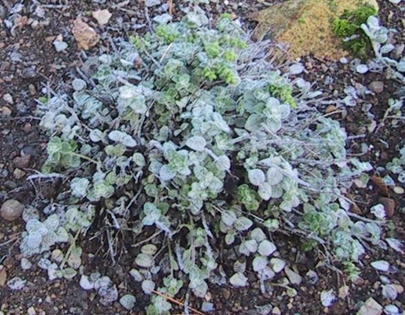 File:Origanum dictamnus (cropped).JPG