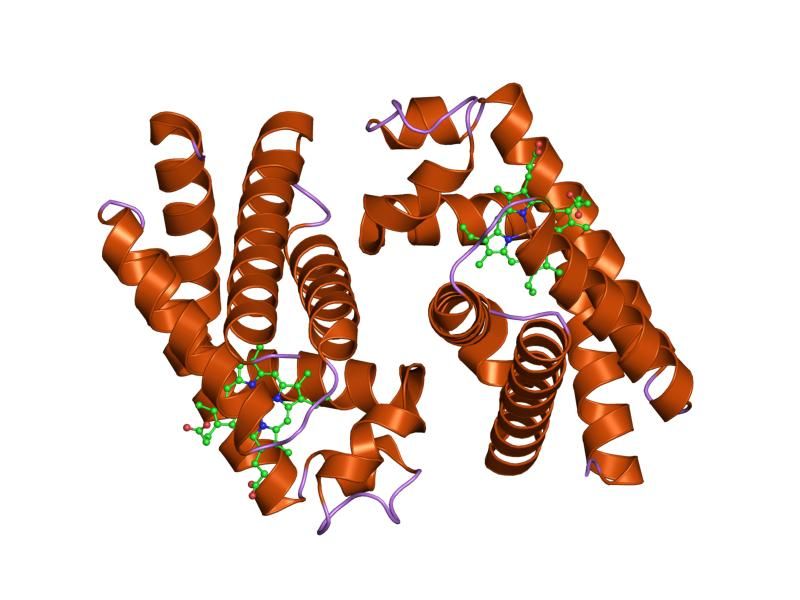 File:PDB 1umo EBI.jpg