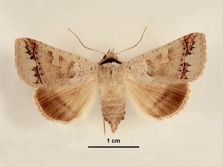 File:Pantydia sparsa female dorsal.jpg