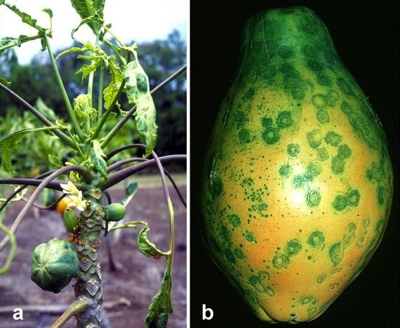 File:Papaya Ringspot Virus Symptoms.jpg