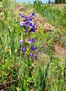 File:Penstemon pennellianus.jpg