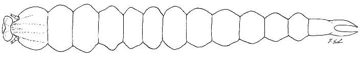 File:Phyllocnistis hyperpersea larva.JPG