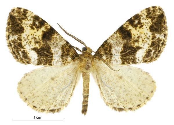 File:Pseudocoremia albafasciata male.jpg