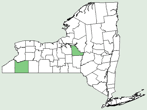 File:Rudbeckia hirta var hirta NY-dist-map.png