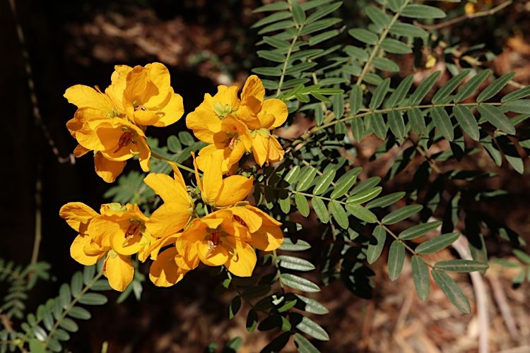 File:Senna barronfieldii.jpg