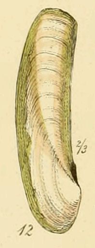 File:Solen pellucidus (Sowerby).jpg