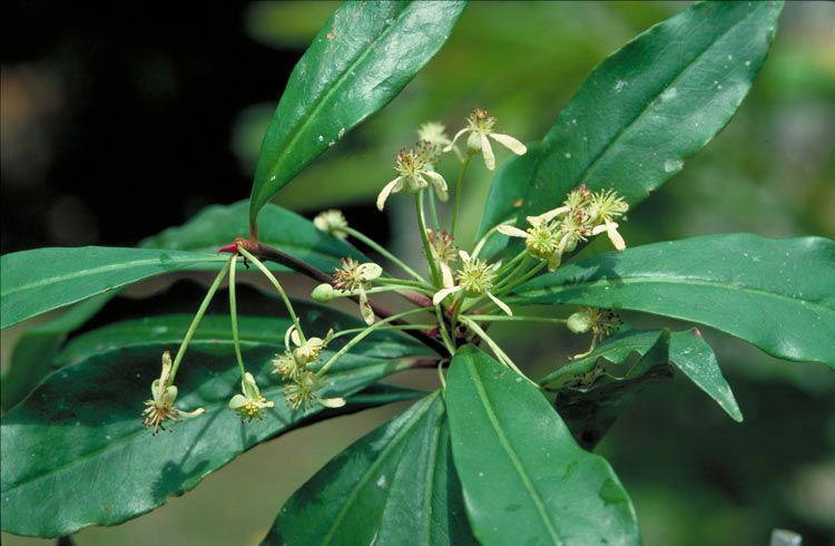 File:Tasmannia membranea male.jpg