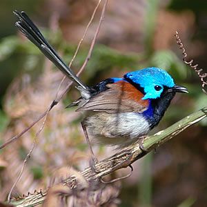 File:Variegatedfairywren.jpg