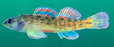 File:Watercress Darter.jpg