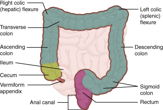 File:2420 Large Intestine.jpg